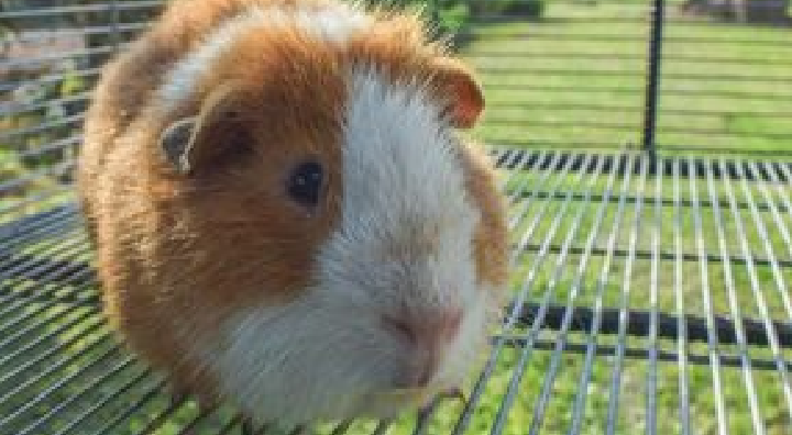 La nueva raza Merino promete mejorar la productividad de los cuyes en Huarmey