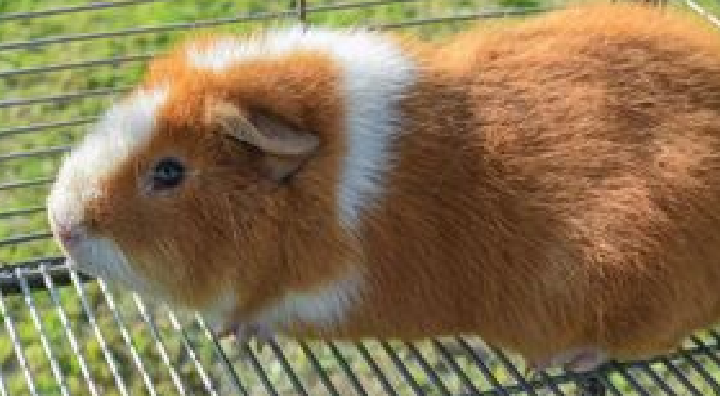 La nueva raza Merino promete mejorar la productividad de los cuyes en Huarmey