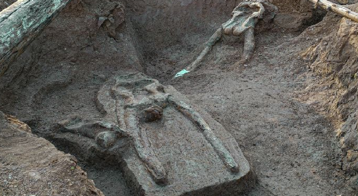 Recuperan cráneos de mastodontes en Junín y podrían aportar nuevas pistas sobre la historia de estos gigantes prehistóricos