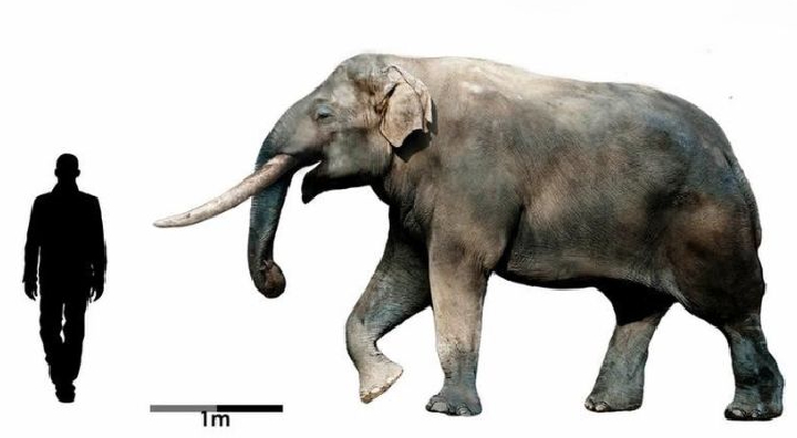 Recuperan cráneos de mastodontes en Junín y podrían aportar nuevas pistas sobre la historia de estos gigantes prehistóricos