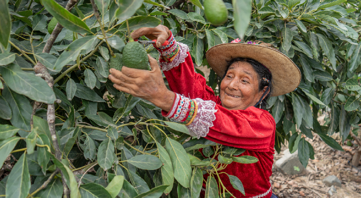 Valle Fortaleza exporta 327 toneladas de Palta Hass de calidad internacional