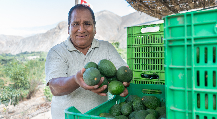 Valle Fortaleza exporta 327 toneladas de Palta Hass de calidad internacional