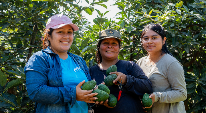 Valle Fortaleza exporta 327 toneladas de Palta Hass de calidad internacional