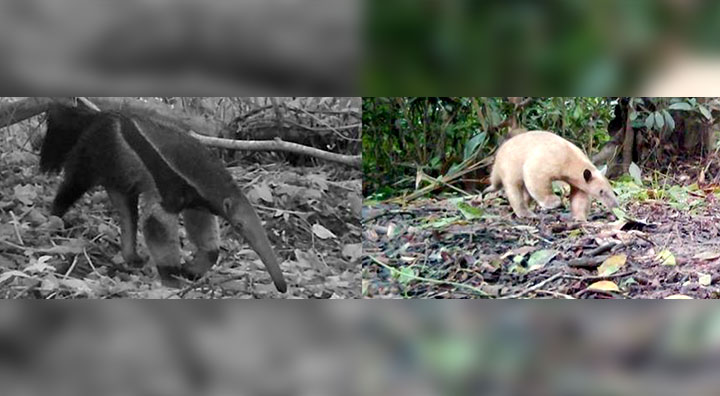 Loreto: Fauna silvestre retorna a bosque amazónico
reforestado con participación de PetroTal