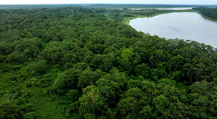 Loreto: Fauna silvestre retorna a bosque amazónico
reforestado con participación de PetroTal