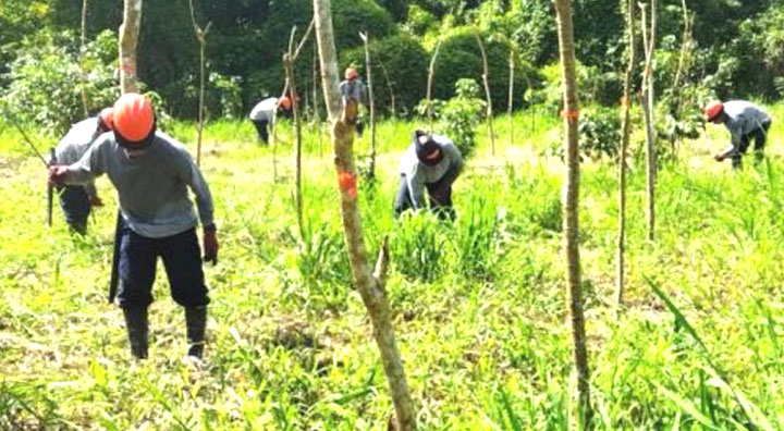Loreto: Fauna silvestre retorna a bosque amazónico
reforestado con participación de PetroTal